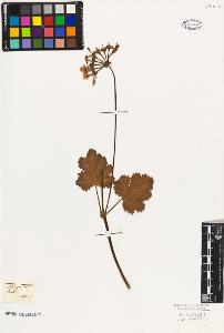 SW_BNB_s3010-09496_IMG-0000000001