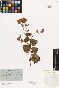 SW_BNB_s3010-09506_IMG-0000000001