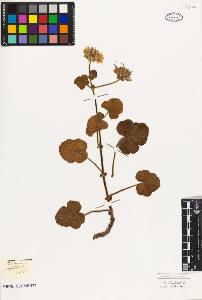 SW_BNB_s3010-09510_IMG-0000000001