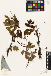 SW_BNB_s3010-09518_IMG-0000000001