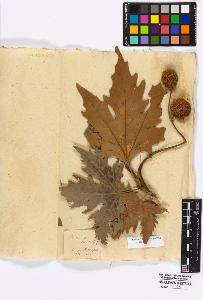 SW_BNB_s3010-16694_IMG-0000000001