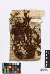 SW_BNB_s3010-16783_IMG-0000000001