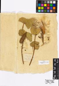 SW_BNB_s3010-16909_IMG-0000000001