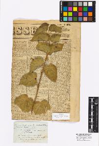 SW_BNB_s3010-16910_IMG-0000000001