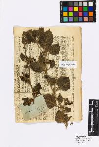 SW_BNB_s3010-16978_IMG-0000000001