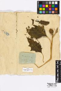 SW_BNB_s3010-16991_IMG-0000000001