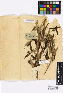 SW_BNB_s3010-17038_IMG-0000000001