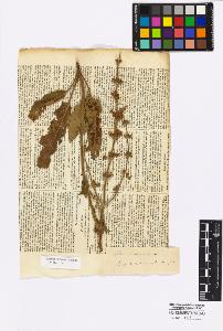 SW_BNB_s3010-17090_IMG-0000000001