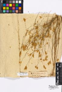 SW_BNB_s3010-17096_IMG-0000000001