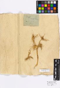 SW_BNB_s3010-17115_IMG-0000000001