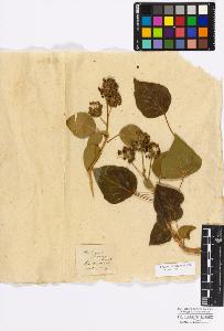 SW_BNB_s3010-17135_IMG-0000000001