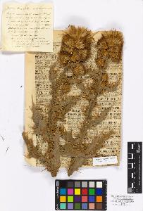 SW_BNB_s3010-17195_IMG-0000000001