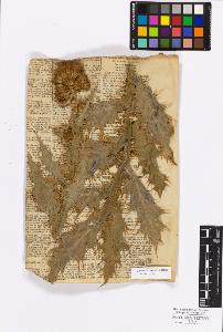 SW_BNB_s3010-17196_IMG-0000000001