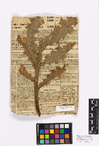 SW_BNB_s3010-17197_IMG-0000000001