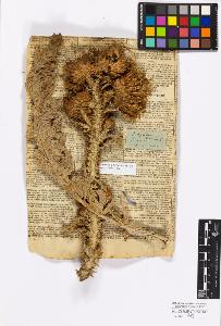 SW_BNB_s3010-17204_IMG-0000000001