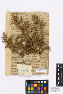 SW_BNB_s3010-17206_IMG-0000000001