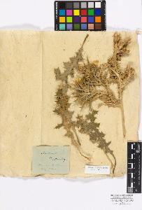 SW_BNB_s3010-17228_IMG-0000000001