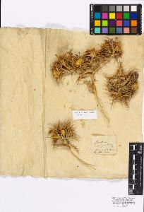 SW_BNB_s3010-17236_IMG-0000000001