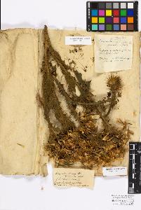 SW_BNB_s3010-17239_IMG-0000000001