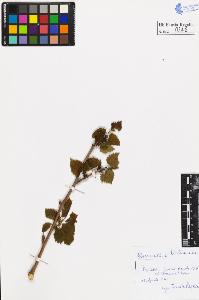 SW_BNB_s3020-00249_IMG-0000000001