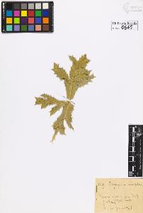 SW_BNB_s3020-00668_IMG-0000000001