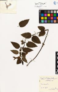 SW_BNB_s3020-01056_IMG-0000000001