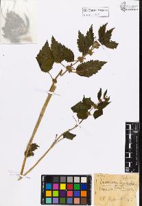 SW_BNB_s3020-01067_IMG-0000000001
