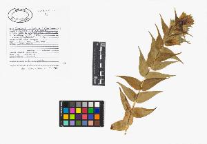 SW_BNB_s3040-02064_IMG-0000000001