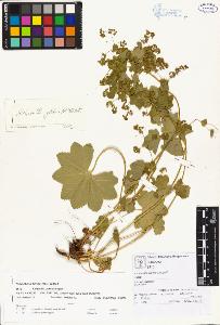 SW_BNB_s3070-00163_IMG-0000000001