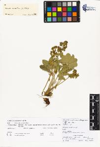 SW_BNB_s3070-00449_IMG-0000000001