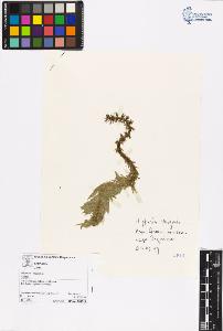 SW_BNB_s3070-00454_IMG-0000000001