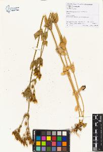 SW_BNB_s3070-00460_IMG-0000000001