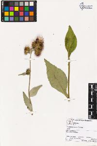 SW_BNB_s3070-00583_IMG-0000000001