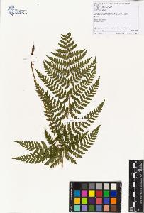 SW_BNB_s3070-00585_IMG-0000000001