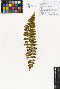 SW_BNB_s3070-00589_IMG-0000000001