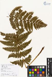 SW_BNB_s3070-00597_IMG-0000000001