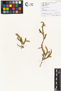 SW_BNB_s3070-00607_IMG-0000000001
