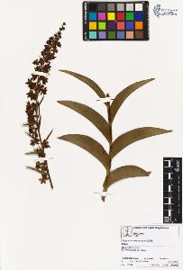 SW_BNB_s3070-00611_IMG-0000000001