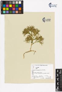 SW_BNB_s3070-00614_IMG-0000000001