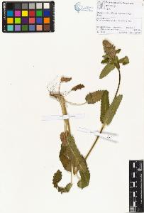SW_BNB_s3070-00643_IMG-0000000001