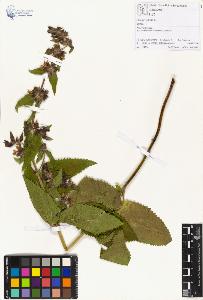 SW_BNB_s3070-00644_IMG-0000000001