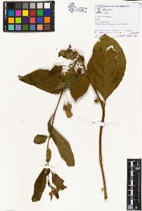 SW_BNB_s3070-00649_IMG-0000000001