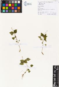 SW_BNB_s3070-00655_IMG-0000000001