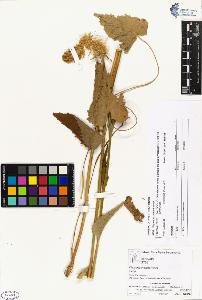 SW_BNB_s3070-00689_IMG-0000000001