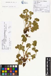 SW_BNB_s3070-00805_IMG-0000000001