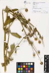 SW_BNB_s3070-00880_IMG-0000000001