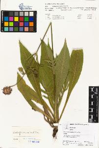 SW_BNB_s3070-01010_IMG-0000000001