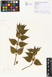 SW_BNB_s3070-01147_IMG-0000000001