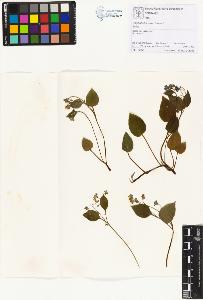 SW_BNB_s3070-01154_IMG-0000000001