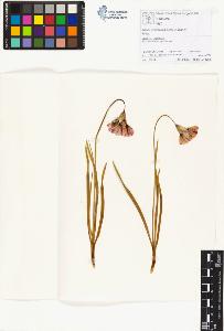 SW_BNB_s3070-01160_IMG-0000000001